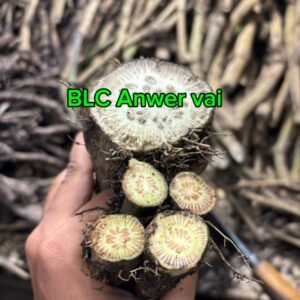 মিক্স চুইঝাল (গাছ + এটো) ১ কেজি